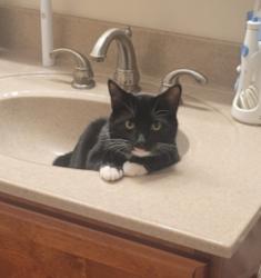 Lost Male Cat last seen Alum Creek apmts, Alum Creek, WV 25003