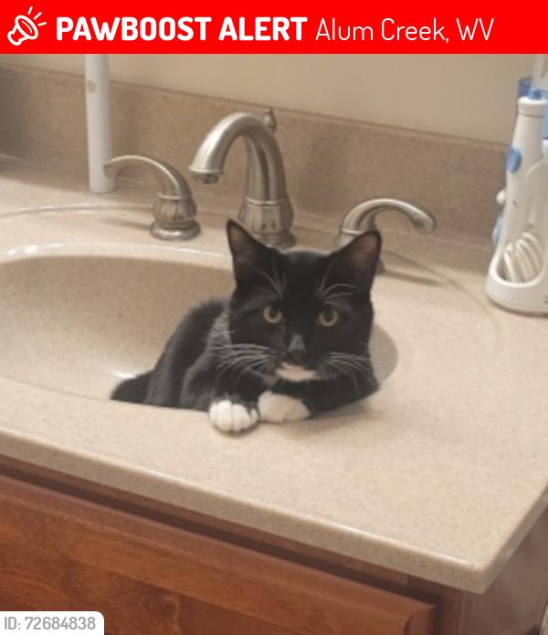 Lost Male Cat last seen Alum Creek apmts, Alum Creek, WV 25003