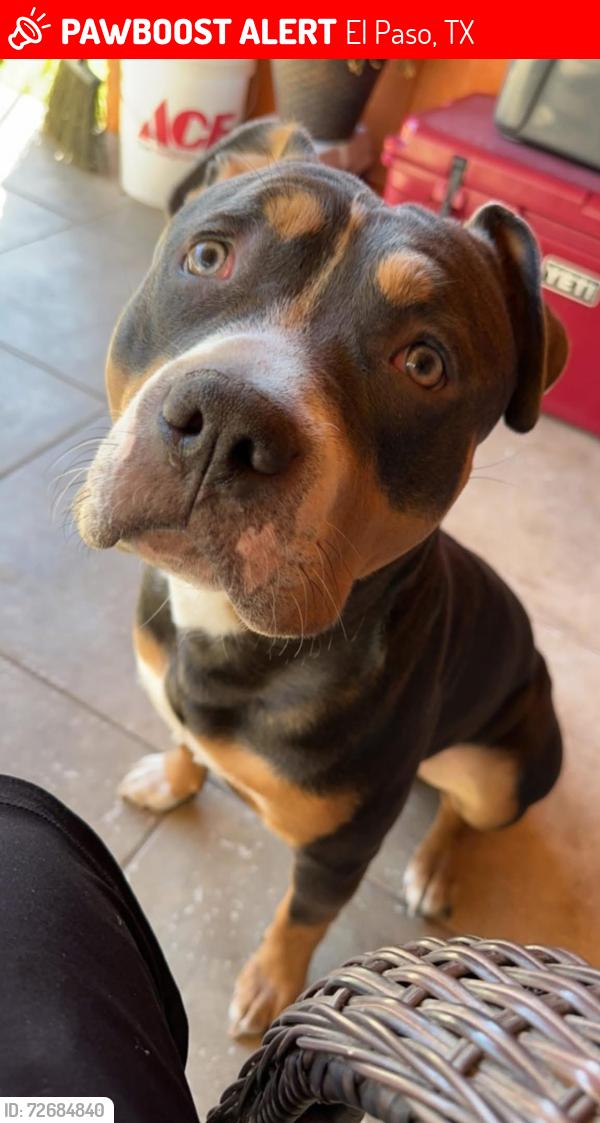 Lost Male Dog last seen North Loop, Near the Del Valle area, El Paso, TX 79907