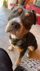 Lost Male Dog last seen North Loop, Near the Del Valle area, El Paso, TX 79907