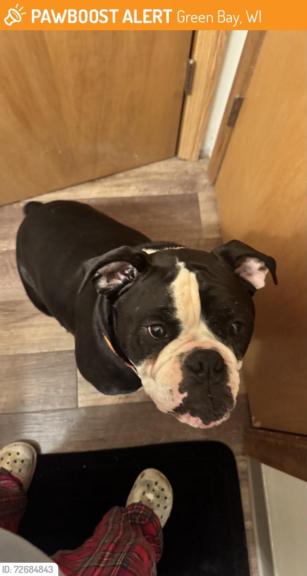 Found/Stray Unknown Dog last seen Near Webster street and Baird street on grignon! Greenbay wi , Green Bay, WI 54301