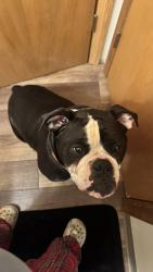 Found/Stray Unknown Dog last seen Near Webster street and Baird street on grignon! Greenbay wi , Green Bay, WI 54301