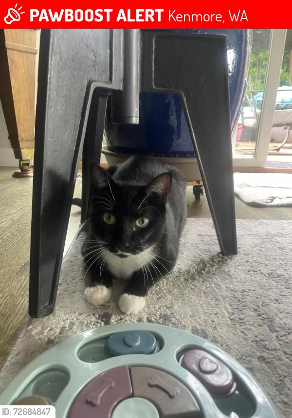 Lost Female Cat last seen Downtown kenmore near Safeway , Kenmore, WA 98028