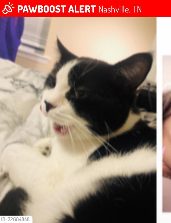 Lost Male Cat last seen Brinkhaven Ave., Gallatin Pike, Madison, Tennessee, Nashville, TN 37115