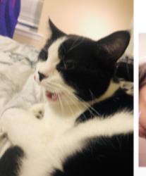 Lost Male Cat last seen Brinkhaven Ave., Gallatin Pike, Madison, Tennessee, Nashville, TN 37115