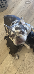 Lost Male Dog last seen Artemis drive , Elk Grove, CA 95757