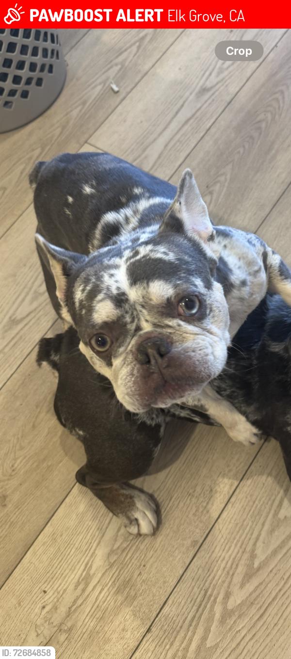 Lost Male Dog last seen Artemis drive , Elk Grove, CA 95757