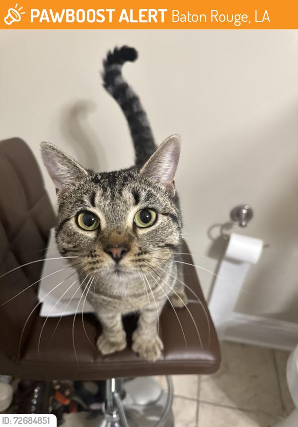 Found/Stray Male Cat last seen Indigo Park apmts , Baton Rouge, LA 70810