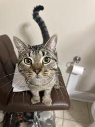 Found/Stray Male Cat last seen Indigo Park apmts , Baton Rouge, LA 70810