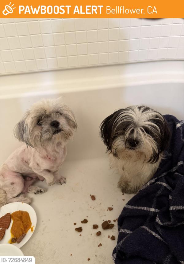 Found/Stray Unknown Dog last seen Rosecrans, Bellflower, CA 90706
