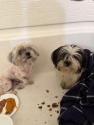 Found/Stray Unknown Dog last seen Rosecrans, Bellflower, CA 90706