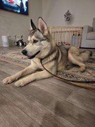 Found/Stray Female Dog last seen Leon Rd and Dominigoni, Winchester, CA 92596