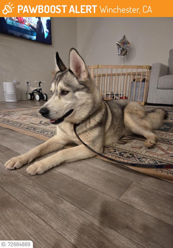 Found/Stray Female Dog last seen Leon Rd and Dominigoni, Winchester, CA 92596