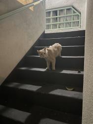 Found/Stray Unknown Cat last seen Avocado st costa mesa, Costa Mesa, CA 92627