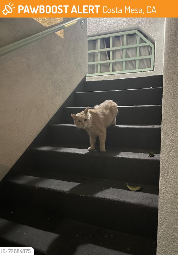 Found/Stray Unknown Cat last seen Avocado st costa mesa, Costa Mesa, CA 92627