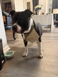 Found/Stray Female Dog last seen Lakewood Terrace, Atlanta, GA 30315