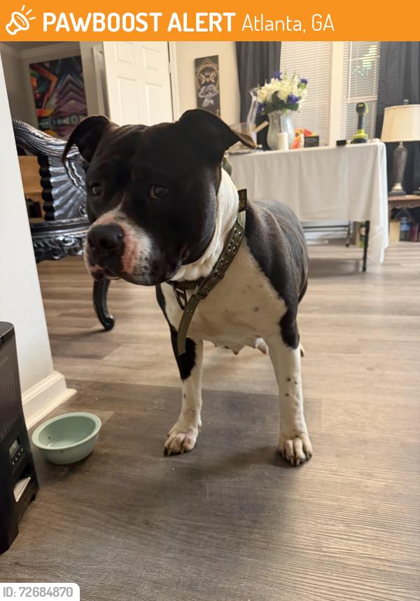 Found/Stray Female Dog last seen Lakewood Terrace, Atlanta, GA 30315