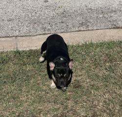 Lost Male Dog last seen He was at the polys softball field, Fort Worth, TX 76105