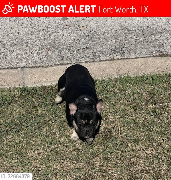 Lost Male Dog last seen He was at the polys softball field, Fort Worth, TX 76105
