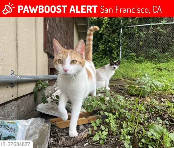 Lost Male Cat last seen Lake Merced Blvd, San Francisco, CA 94132