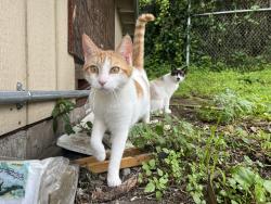 Lost Male Cat last seen Lake Merced Blvd, San Francisco, CA 94132