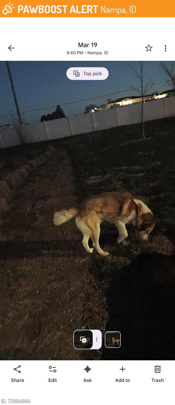 Found/Stray Male Dog last seen Southside  townhomes complexes  park , Nampa, ID 83651