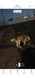 Found/Stray Male Dog last seen Southside  townhomes complexes  park , Nampa, ID 83651