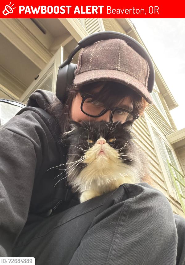 Lost Male Cat last seen Near nw 160th ave , Beaverton, OR 97006