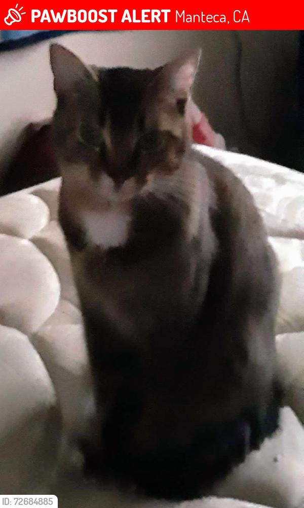 Lost Female Cat last seen N grant st, Manteca, CA 95336