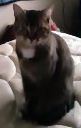 Lost Female Cat last seen N grant st, Manteca, CA 95336