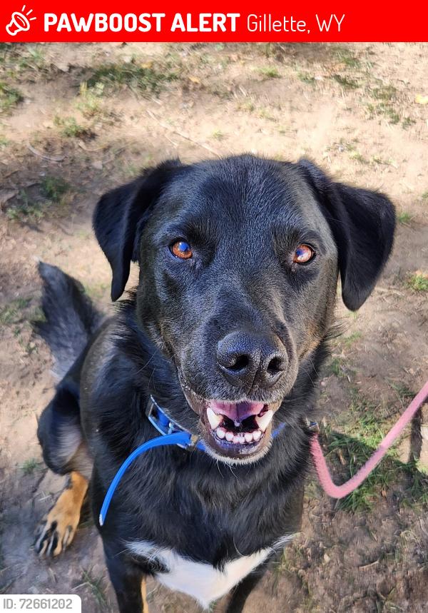 Lost Male Dog last seen Carey ave, Gillette, WY 82716