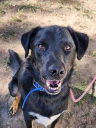 Lost Male Dog last seen Carey ave, Gillette, WY 82716