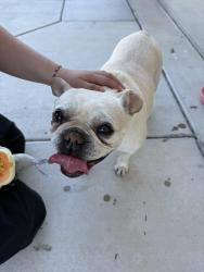 Found/Stray Female Dog last seen Vineyard Road and Wingspan Drive, Sacramento County, CA 95829
