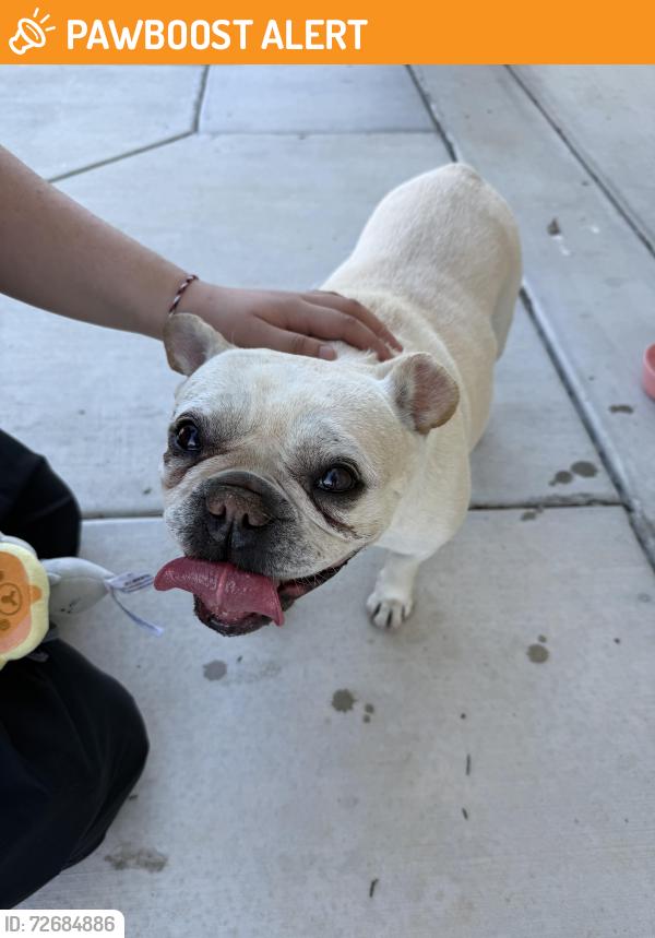 Found/Stray Female Dog last seen Vineyard Road and Wingspan Drive, Sacramento County, CA 95829