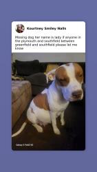 Lost Female Dog last seen Southfield and plymouth , Detroit, MI 48227