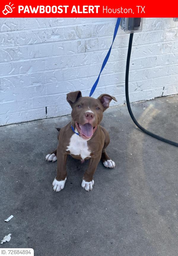 Lost Male Dog last seen Lathrop street houston texas, Houston, TX 77020