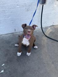 Lost Male Dog last seen Lathrop street houston texas, Houston, TX 77020