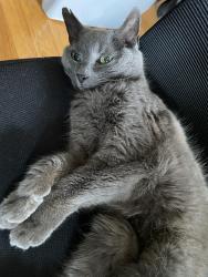 Lost Female Cat last seen Cypress Church Rd & Atkins Rd, Cameron, NC 28326