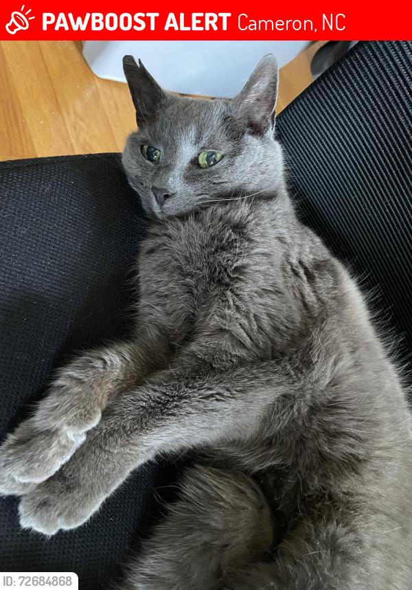 Lost Female Cat last seen Cypress Church Rd & Atkins Rd, Cameron, NC 28326