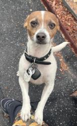 Lost Male Dog last seen 100th Ave and colorado , Thornton, CO 80229