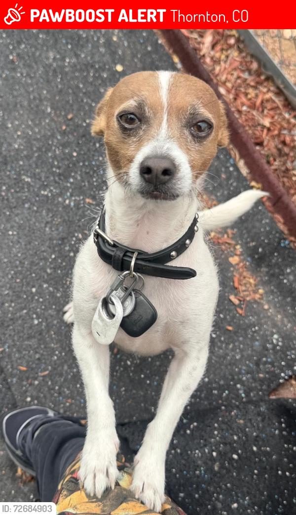 Lost Male Dog last seen 100th Ave and colorado , Thornton, CO 80229