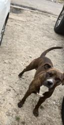 Lost Male Dog last seen Cooper st, Memphis, TN 38114