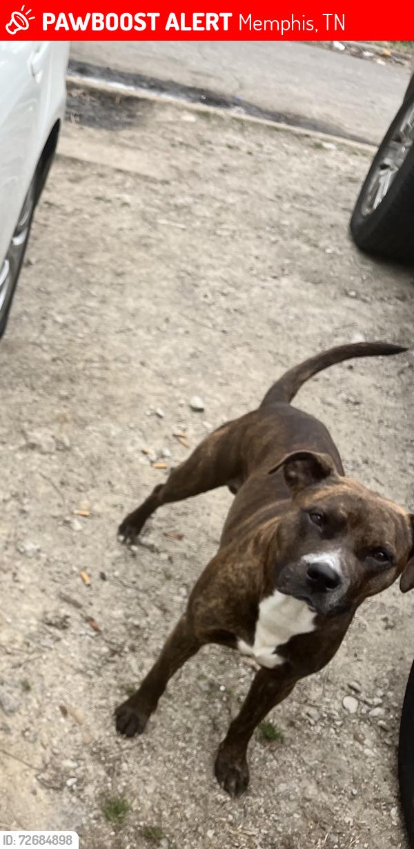 Lost Male Dog last seen Cooper st, Memphis, TN 38114