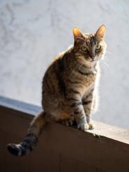 Lost Female Cat last seen Hidden Hollow cndmniums , Sarasota, FL 34243