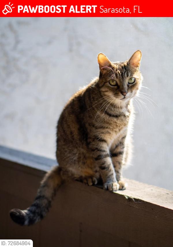 Lost Female Cat last seen Hidden Hollow cndmniums , Sarasota, FL 34243