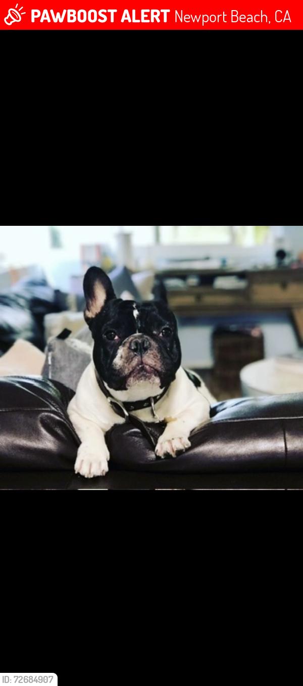 Lost Male Dog last seen Haven Pl & Irvine , Newport Beach, CA 92663