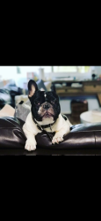 Lost Male Dog last seen Haven Pl & Irvine , Newport Beach, CA 92663