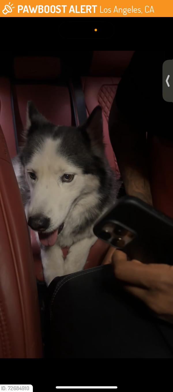 Found/Stray Female Dog last seen shoup park, Los Angeles, CA 91367