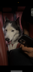 Found/Stray Female Dog last seen shoup park, Los Angeles, CA 91367