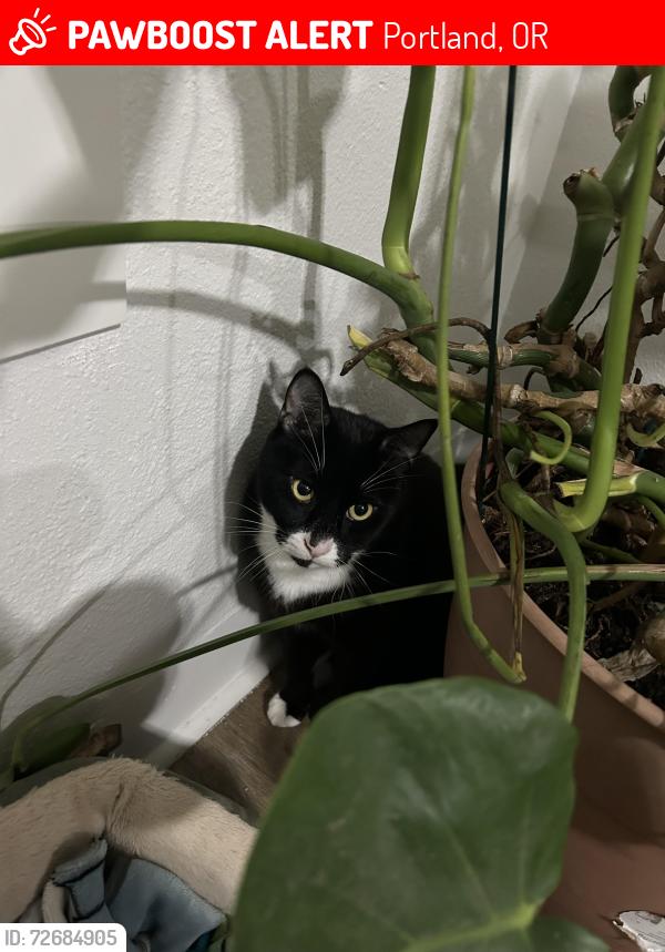 Lost Male Cat last seen Holgate, Portland, OR 97236